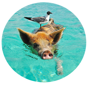 Ein Schwein auf den Bahamas